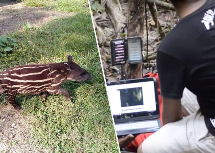 Excombatientes y monitoreo, una apuesta por la conservación
