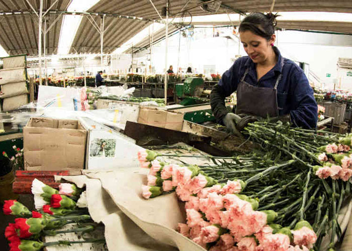¡Las flores huelen raro!