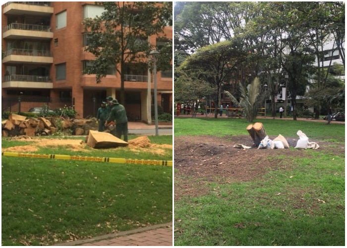 ¿Masacre de árboles en El Virrey?