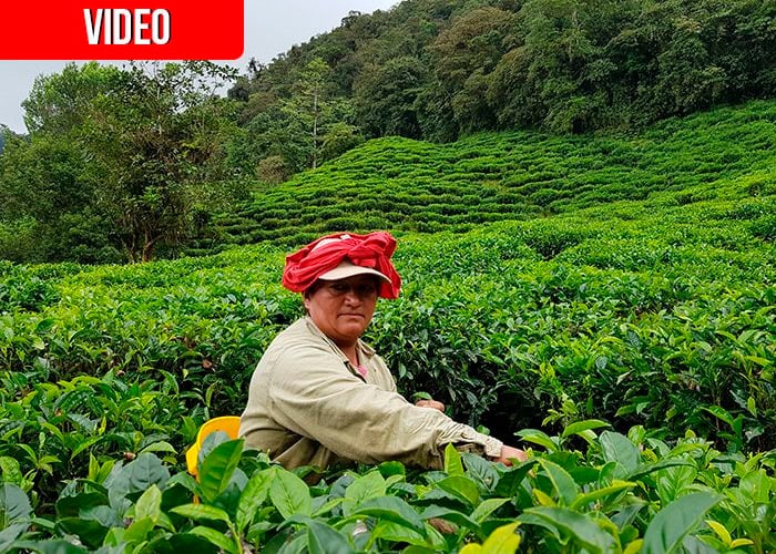Un día en el paraíso del Te Hindú