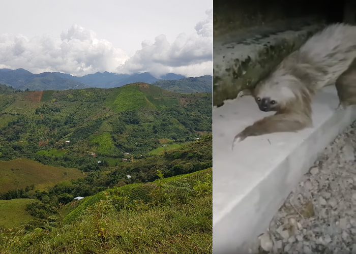 Salvando el último oso perezoso de Suárez, Cauca