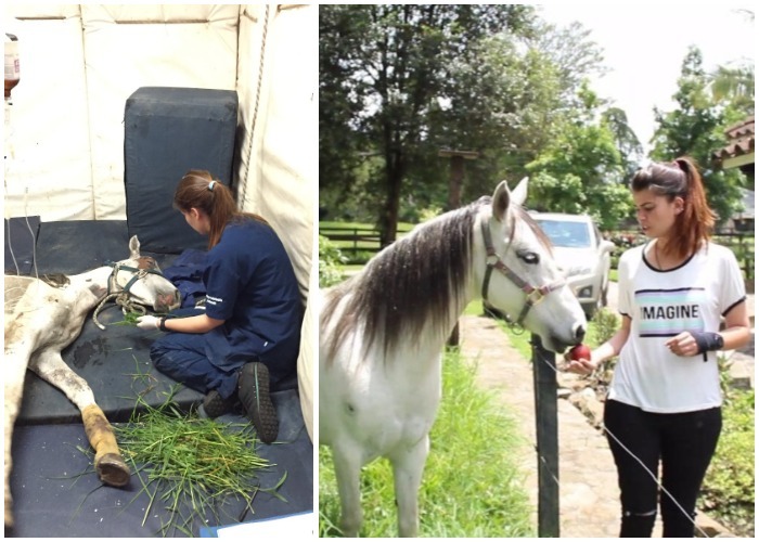 De “Blanquita” a “Blanca Nieves”, el milagroso rescate de una yegua en Medellín