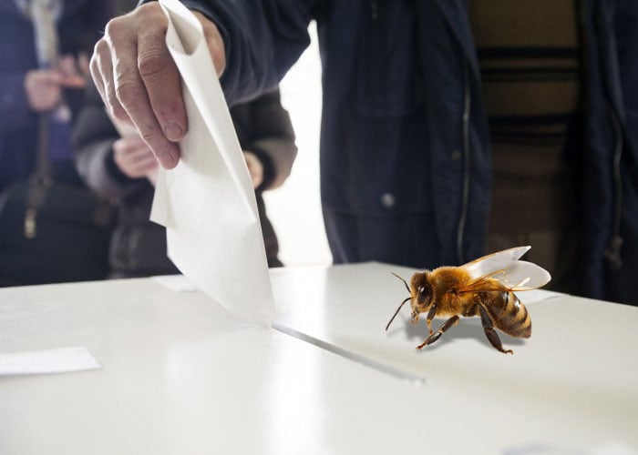 Las abejas y el voto en blanco
