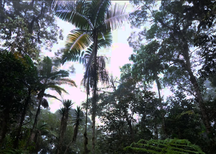 Tejiendo alianzas para la conservación de biodiversidad del Valle del Cauca