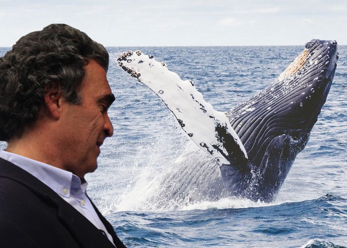 Viendo ballenas