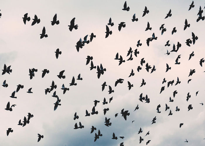 Que los pájaros de metal, cautivos en las alturas, se escuchen