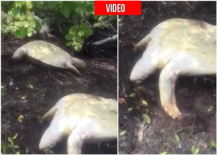 Masacre de tortugas exóticas en Sucre: VIDEO