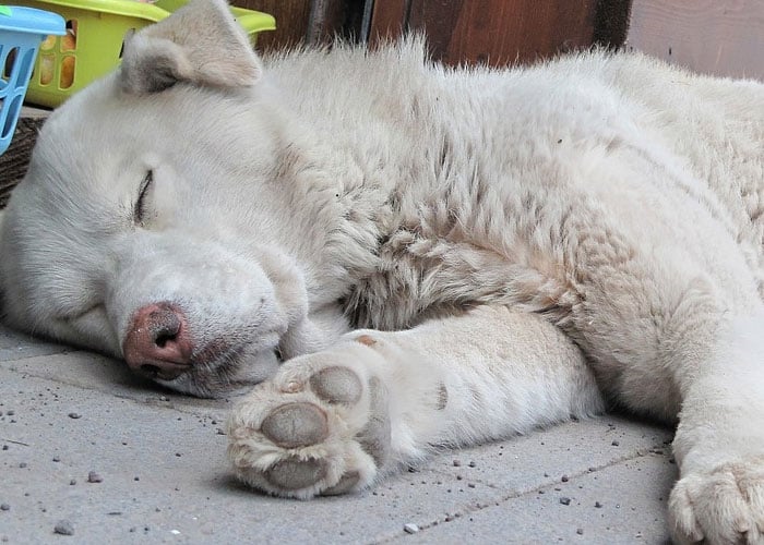 Rechazo en Barranquilla por matanza de perros callejeros