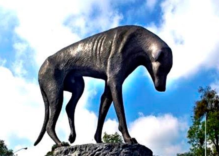 ‘Peluso’, el perro callejero sordo y enfermo