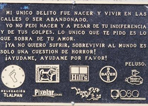  - ‘Peluso’, el perro callejero sordo y enfermo