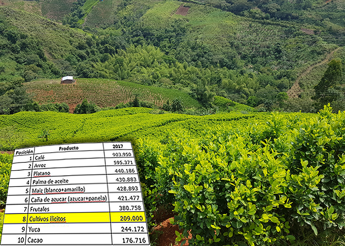 La coca entró al top 10 de los principales cultivos de Colombia