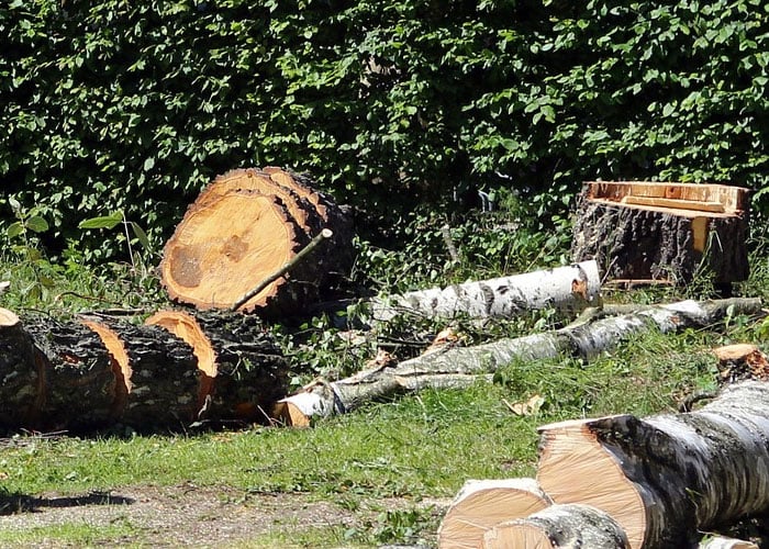 Una marcha por los árboles