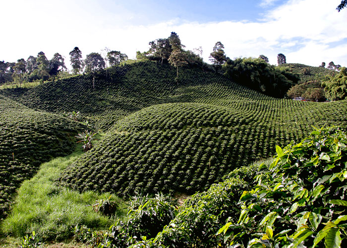 Ideas para un programa de izquierda en el Quindío