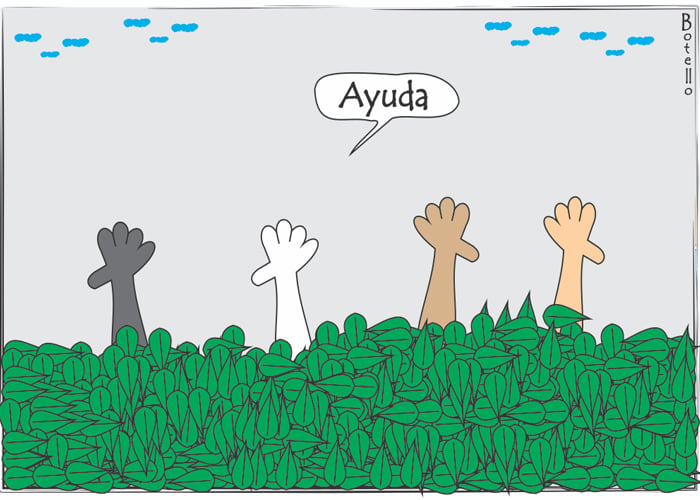 Caricatura: crecen y crecen los cultivos ilícitos de coca