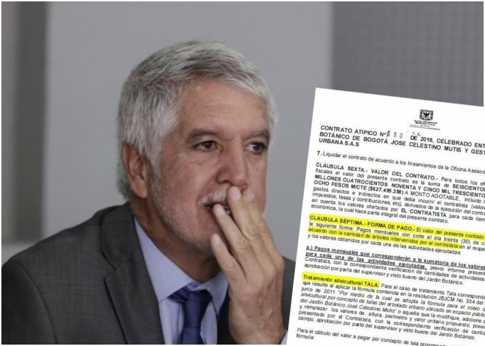 El negocio de tumbar árboles en Bogotá