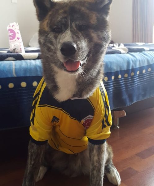  - El movimiento en redes por un perro injustamente condenado a muerte en Popayán