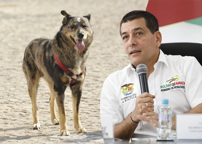 Una vergüenza, la propuesta para mascotas de Dumek Turbay