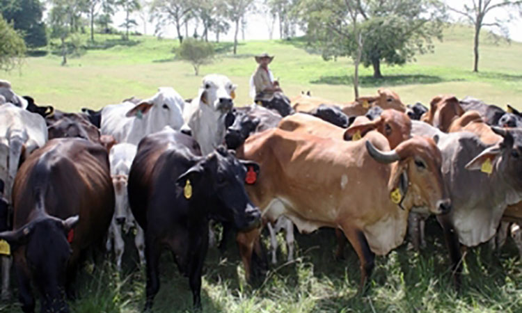 ¿Qué hacer con, y por Sucre?