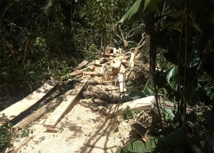 Deforestación y contaminación: dos factores que detienen el turismo de naturaleza