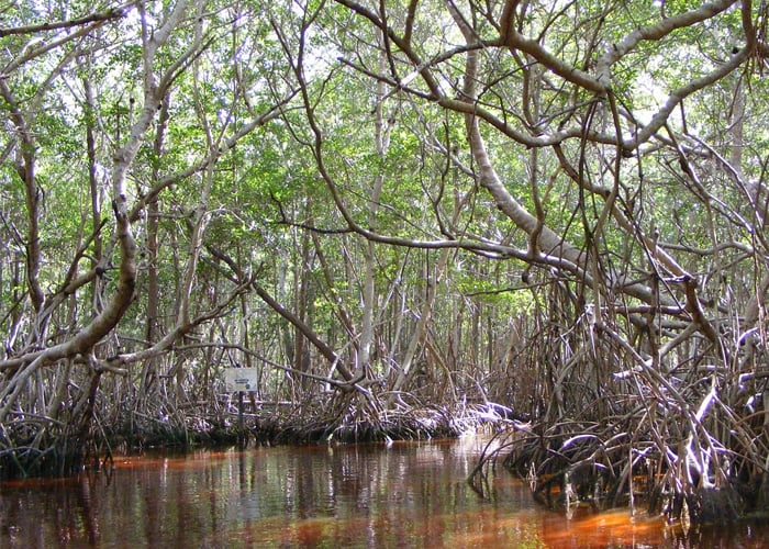 Rescatemos los manglares