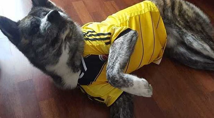  - El movimiento en redes por un perro injustamente condenado a muerte en Popayán