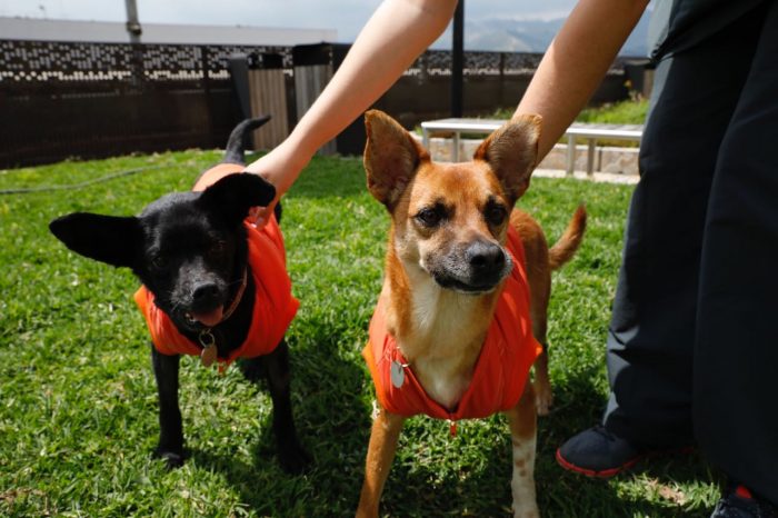  - Los animales se toman la capital paisa por un día