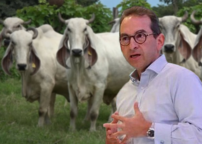 Alarma de ganaderos del Cesar a Minagricultura por crisis de aftosa