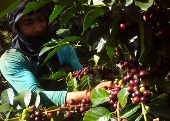  - De la amapola al café, la historia detrás de las fotos que toma Astrid Medina