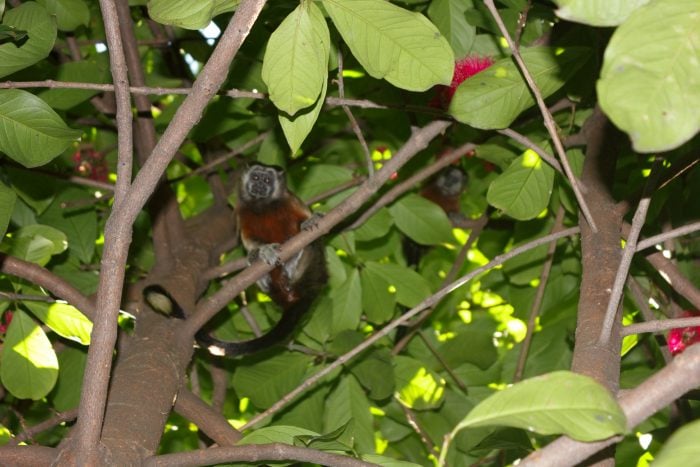  - Los animales se toman la capital paisa por un día