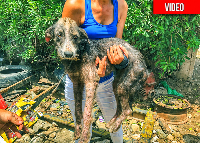 Adopta, no compres: la segunda oportunidad de los perros callejeros