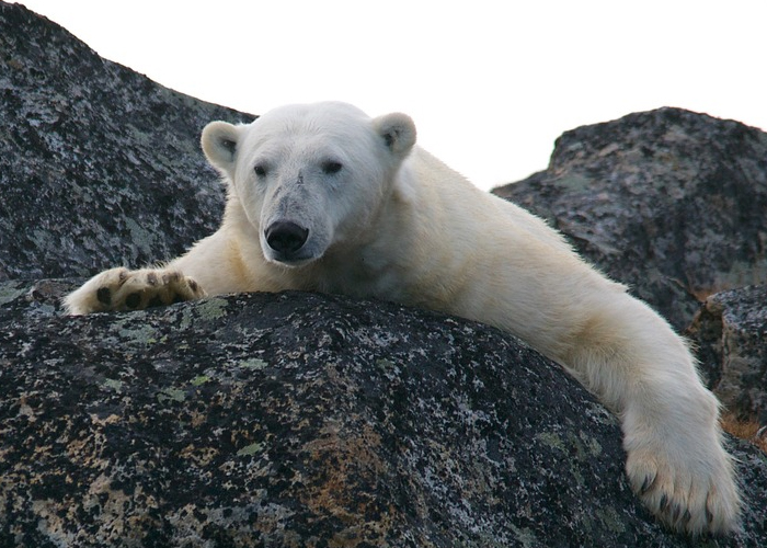 Urge limitar el calentamiento global hasta 1.5ºC para evitar catástrofes: alertan científicos