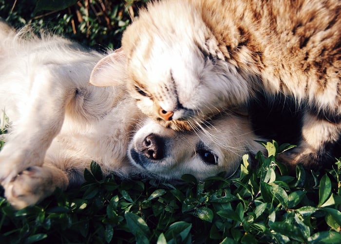 Una y mil razones para amar a los peludos