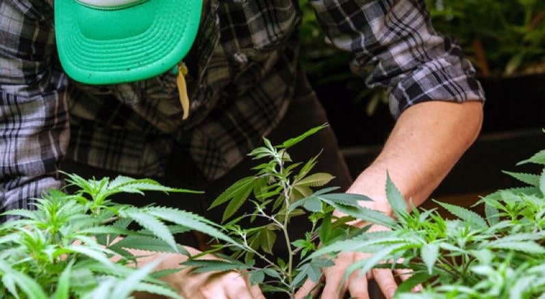 Federación Nacional de Cannabicultores