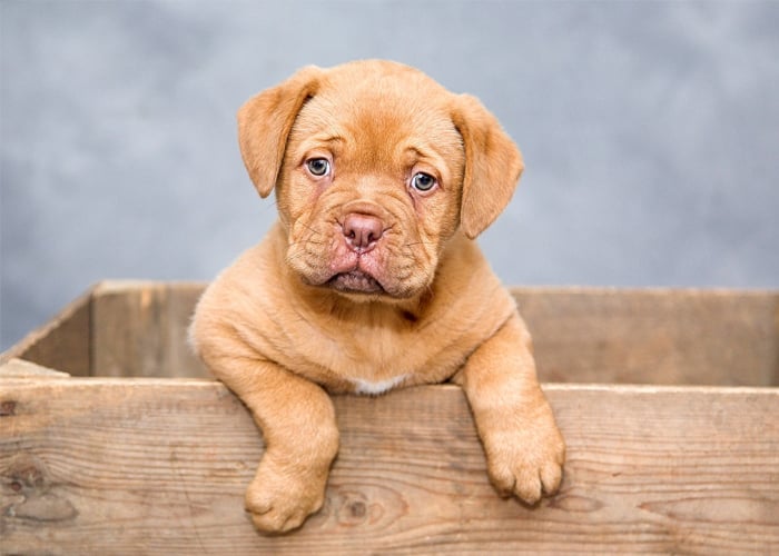 Falla cardíaca, una enfermedad incurable en los perros