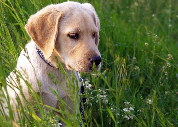 La trágica historia de Nerón, otro de tantos animales abandonados