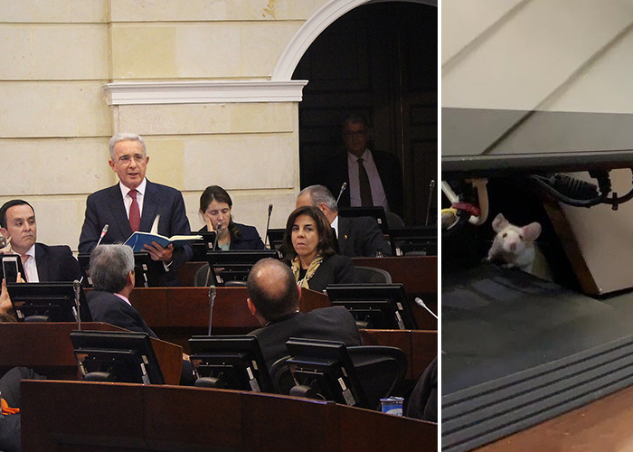 ¿Cuál es el escándalo? Nada más normal que ver ratas en el Congreso