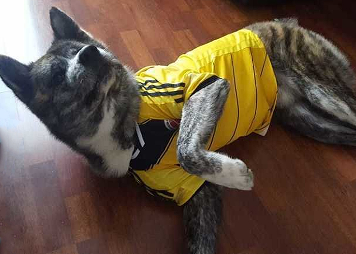 Veterinario amarga la navidad a la familia de Takeshi