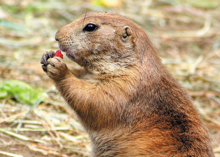 El “viejo topo” siguió horadando en el 2018