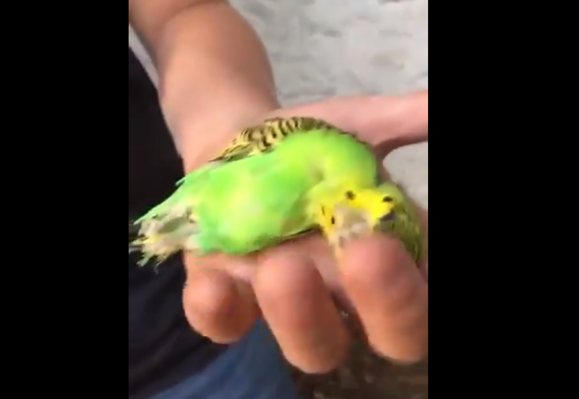 La verdadera historia del pajarito Chimuelo