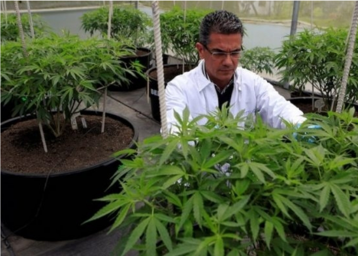 Cannabis Made in Colombia se valoriza 262%
