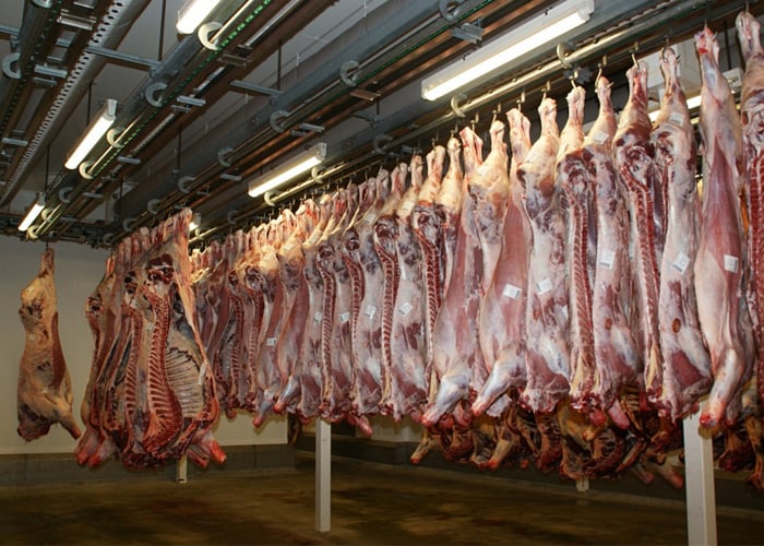 No, no es moral comer animales ni emplearlos para uso y goce humano