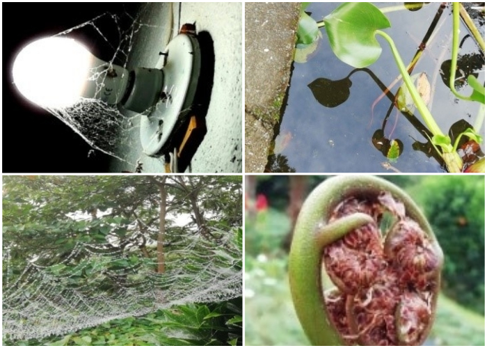 Umberto Senegal, la literatura en imágenes