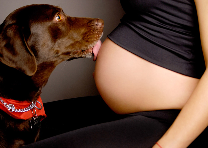 Animales domésticos y maternidad, ¿sí o no?