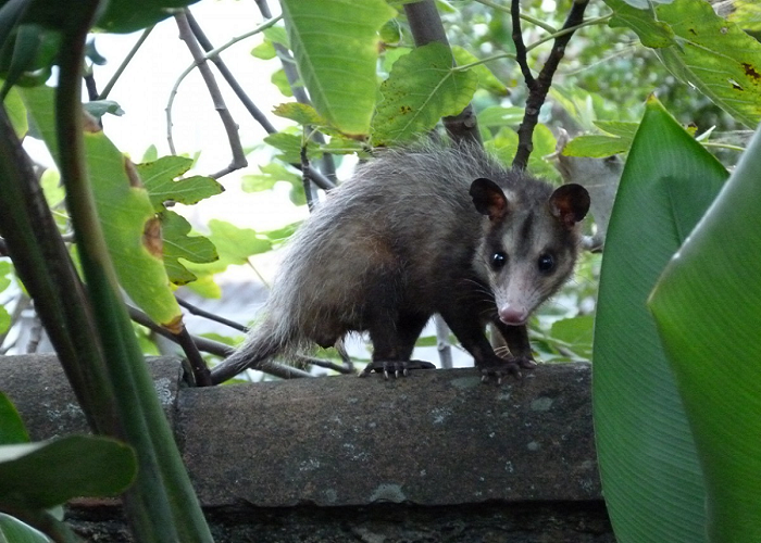 Lo que aprendí de la zarigüeya