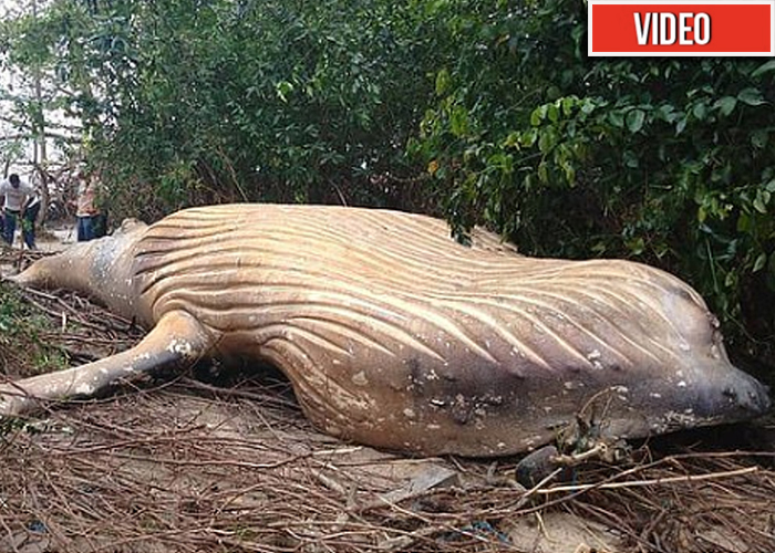 [VÍDEO] En plena selva del Amazonas apareció una ballena jorobada