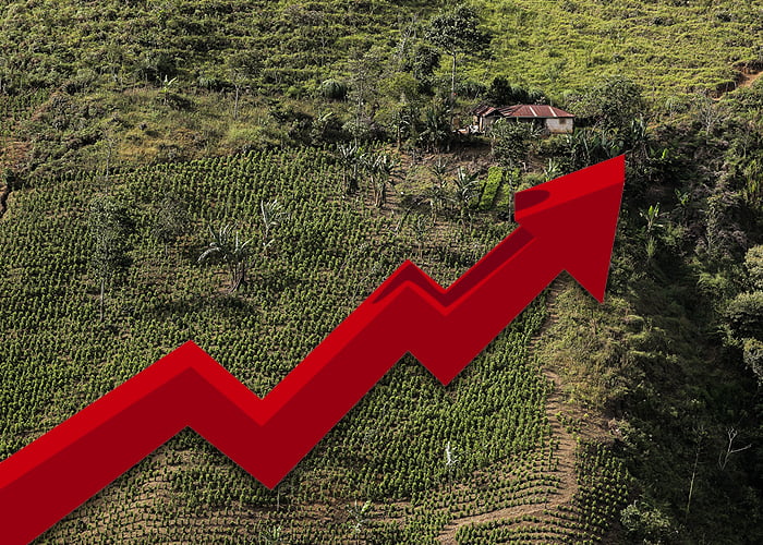 La ley de la oferta y la demanda disparó la coca en Colombia
