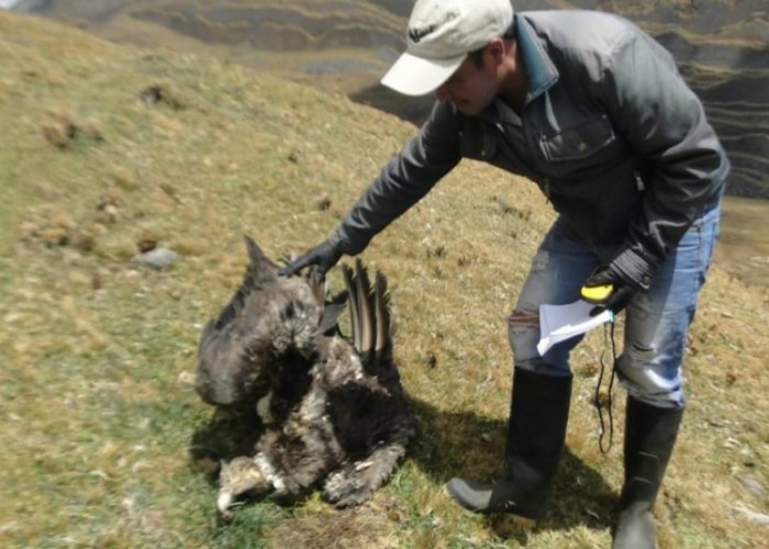 Sigue la matanza de cóndores en Colombia