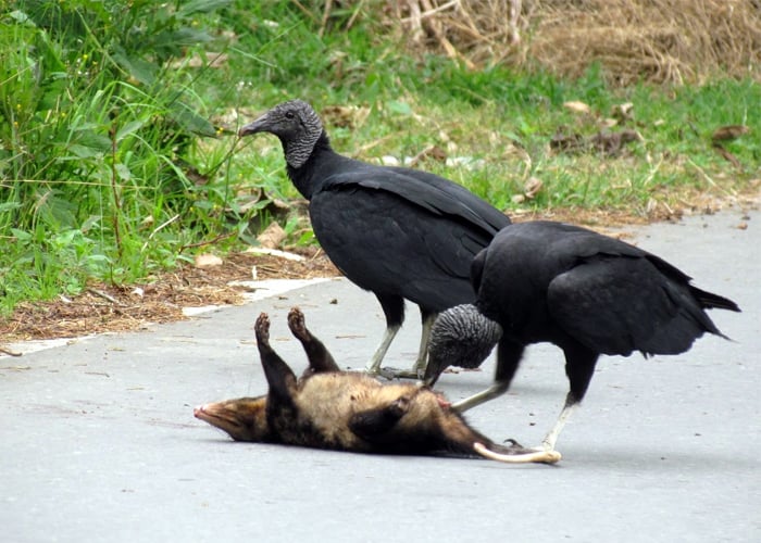 Atropellamiento, el asesino silencioso de la fauna silvestre en colombia
