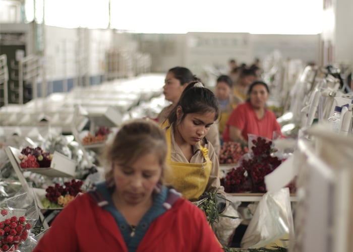 Flores colombianas: regalo para unos, explotación para otros