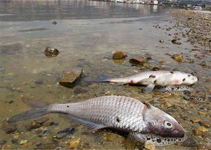 El último pecado de Hidroituango: se seca el río Cauca
